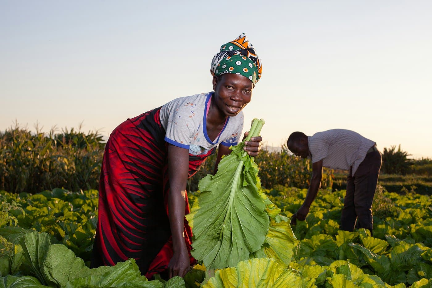 Farmers harvesting leafy greens at sunset