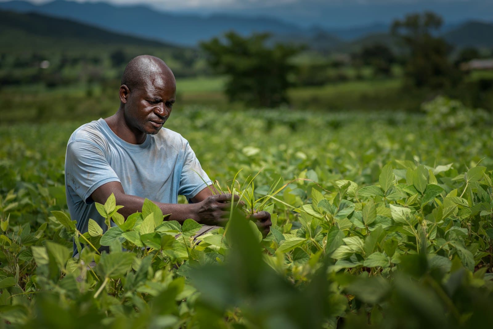 A farmer checking his crop